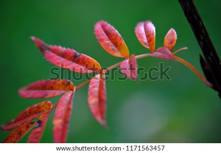 Branch of Rowan tree, Sorbus ulleungensis 'Dodong'  close up leaves in autumn. The species originates from Ullung Island in the Sea of Japan, about 120 kms from the Korean coast