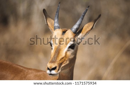 Impala in savannah