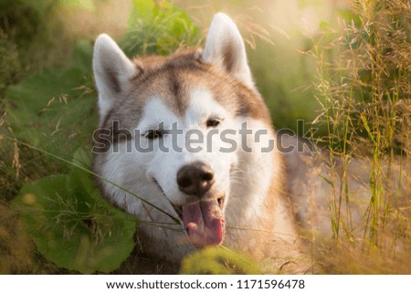 Close-up Portrait of happy beige and white siberian husky dog with brown eyes lying in green grass at sunset
