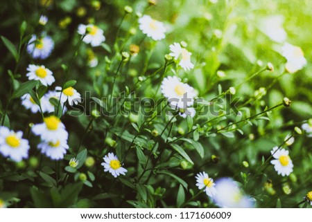 White flowers and green leaves plant in garden at sunset have orange light , blurred , soft focus.