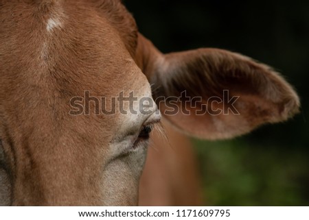 Cow is an animal in Thailand.