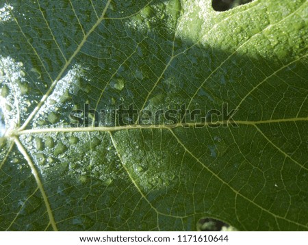 Picture of figs leaf full of water drops