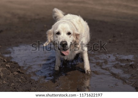 Funny picture - a beautiful thoroughbred dog with joy lying in a muddy puddle