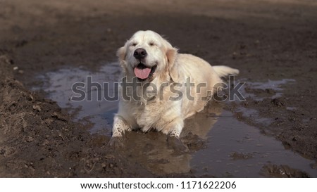 Funny picture - a beautiful thoroughbred dog with joy lying in a muddy puddle