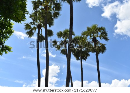 tropical palm trees in bright blue sky white clouds as background