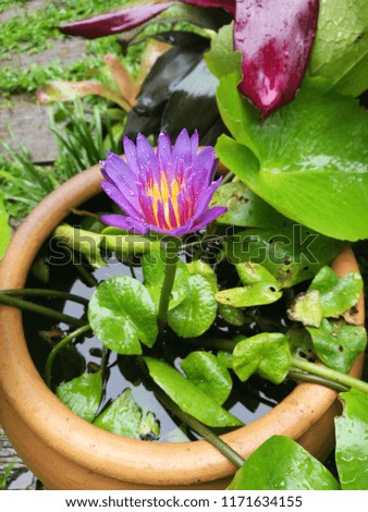 Lotus flower with leafs green in the garden.