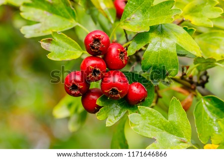 Red fruit of Crataegus monogyna, known as  hawthorn or single-seeded hawthorn ( may, mayblossom, maythorn, quickthorn, whitethorn, motherdie, haw ) Royalty-Free Stock Photo #1171646866