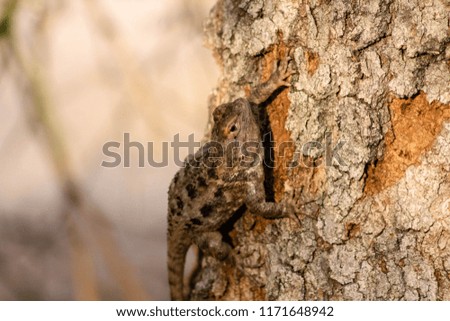 Female desert spiny lizard utilizing camouflage on a tree trunk. Tucson, Arizona. Summer of 2018. 