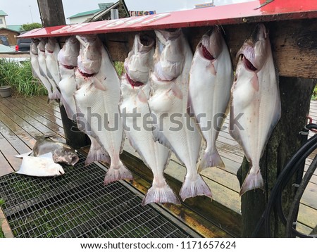 Line up of halibut fish caught on an Alaskan fishing charter service in Homer Alaska, the Halibut Fishing Capital of the World