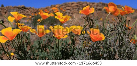 Eschscholzia californica (California poppy, golden poppy, California sunlight, cup of gold), Panorama
