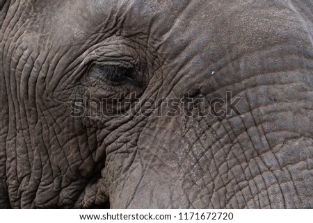Old male african elephant