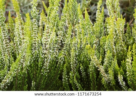 Blooming field of Ling also called Common and Scottish Heather, White Heather flowers (Calluna vulgaris)