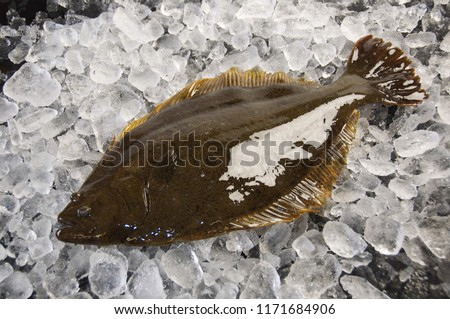 The olive flounder, bastard halibut or Japanese halibut is a temperate marine species of large-tooth flounder native to the north-western Pacific Ocean.