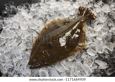 The olive flounder, bastard halibut or Japanese halibut is a temperate marine species of large-tooth flounder native to the north-western Pacific Ocean.