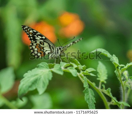 A lime swallowtail butterfly on a green plant, with orange flower background.