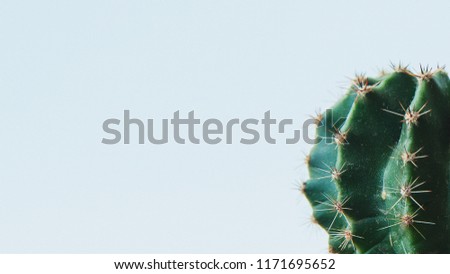Cactus. Art Gallery Fashion Design. Minimal Still Life. Green Mood. Trendy Bright Summer Colors. Creative Unusual Style. Tropical fashion cactus on pink paper background. Trendy minimal pop art style 