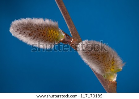 Close up of a sprig of willow buds with copy space and vignetted background
