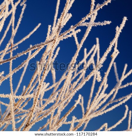frost on tree in winter