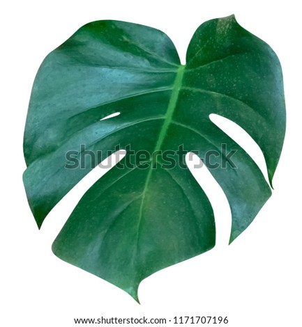Green leaves pattern, leaf monstera isolated on white background. include clipping path