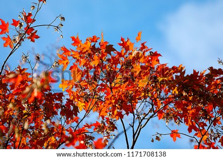 Autumn background with red and orange maple leaves on the tree in the park. Blue sky. Fall maple pattern.