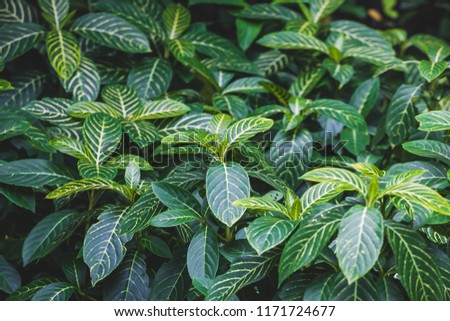 Group of yellow green tropical leaves