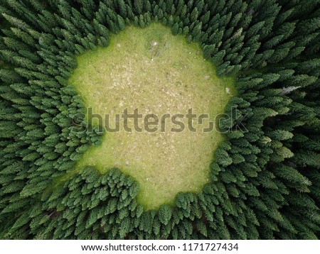 Vertical aerial view of spruce and fir forrest (trees) at Pokljuka, Julian Alps, Slovenia. Royalty-Free Stock Photo #1171727434