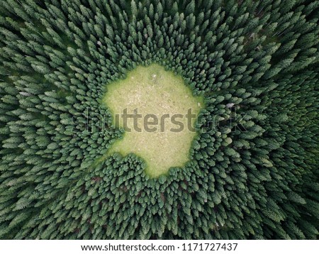 Vertical aerial view of spruce and fir forrest (trees) at Pokljuka, Julian Alps, Slovenia.