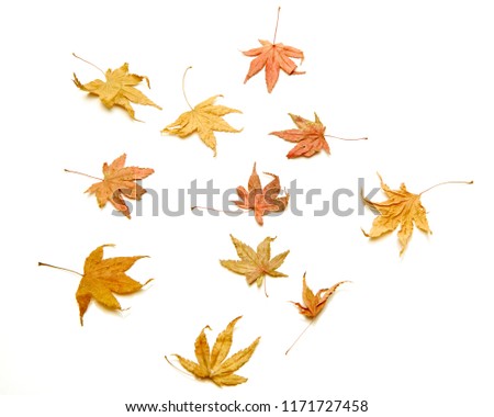 Autumn background falling leaves on white background copy space for your text