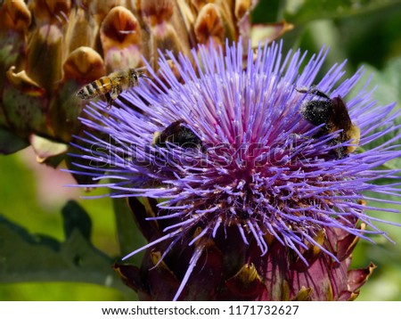 Bees and Purple Milk Thistle Flowers                               