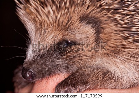 Close up of a baby hedgehog sitting on a hand