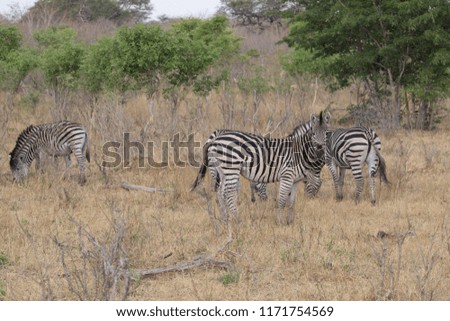 some zebra walking around and looking for water and food