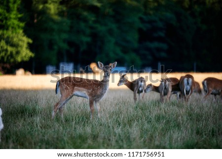 A herd of deer on a meadow in front of a forest in an animal park. There are many young animals in the herd