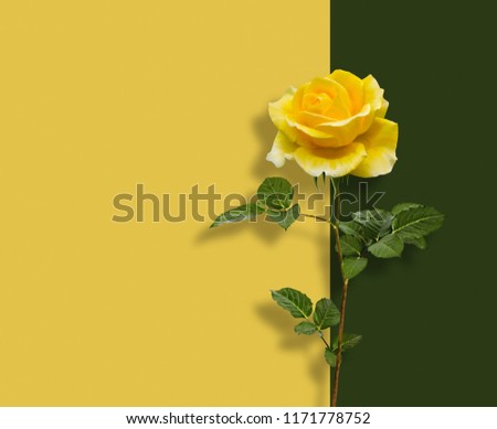 Beautiful yellow rose with green leaves on  abstract multicolored background