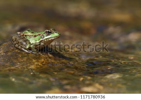 Perez's frog (Pelophylax perezi) on a stone in a river