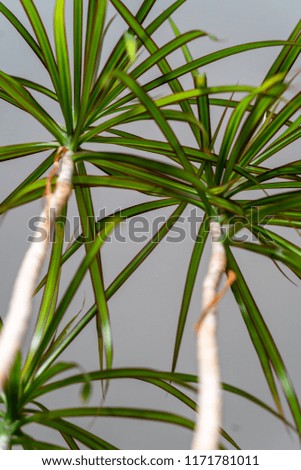 Green Plant in the Living Room - Isolated Object with the White Background