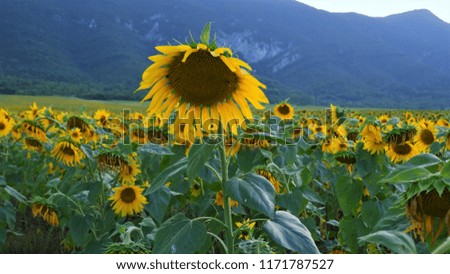 Sunflower field. Mountain Background.