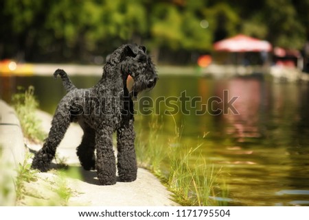 kerry blue terrier. dog show stand on the background of the lake in the Park Royalty-Free Stock Photo #1171795504