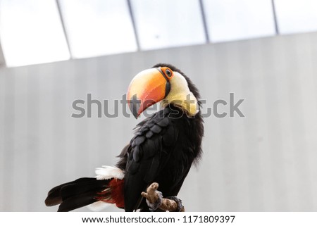 A Toco Toucan perched on a branch in its habitat.