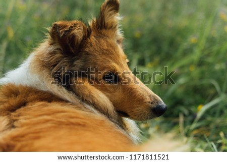 red dog on the background of green grass looking at the camera