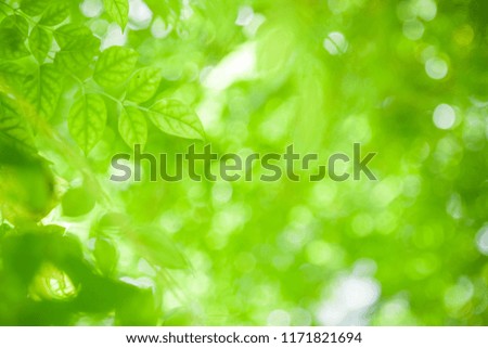 Picture of green leaves with sunlight bokeh in spring or summer season abstract nature view background