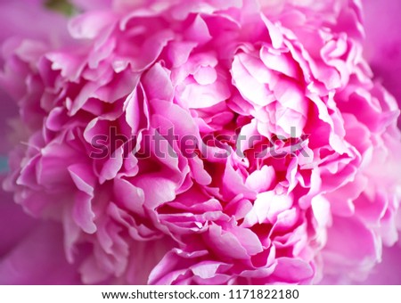 Pink peony flower closeup macro view. Beautiful pink peony background in vintage style. Beautiful flowers, peonies. A bouquet of pink pawns background. Lush petals of white-pink peony, close-up.spring Royalty-Free Stock Photo #1171822180