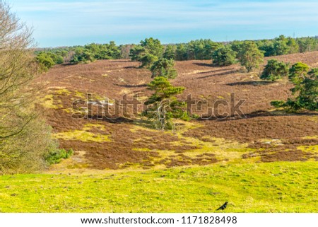 Contrast of dry heather among green pine trees in line, black bird on green grass, sunny and calm day at Brunssummerheide in South Limburg in the Netherlands Holland