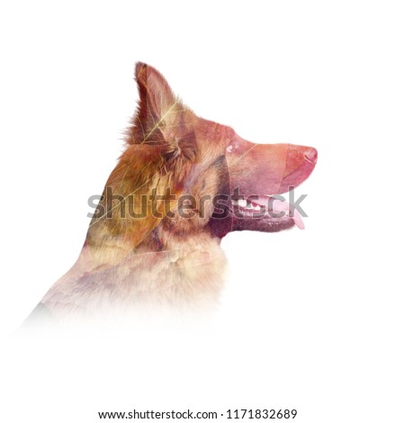 Double exposure poster with german shepherd dog and autumn leaves. Minimal style picture.