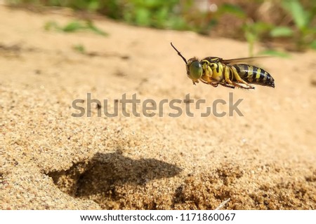 Sand wasp fly predator