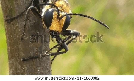 Sand wasp fly predator