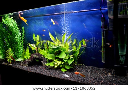 beautiful aquarium with tropical fish