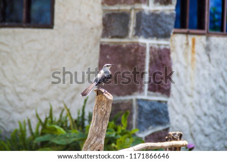 Tropical mockingbird (Mimus gilvus) near Atitlan lake, Guatemala