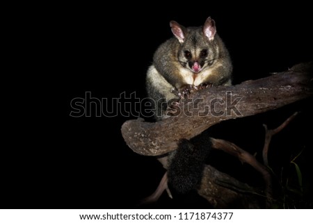 Common Brush-tailed Possum - Trichosurus vulpecula -nocturnal, semi-arboreal marsupial of Australia, introduced to New Zealand. Sitting on the tree and looking for food during the Australian night.
