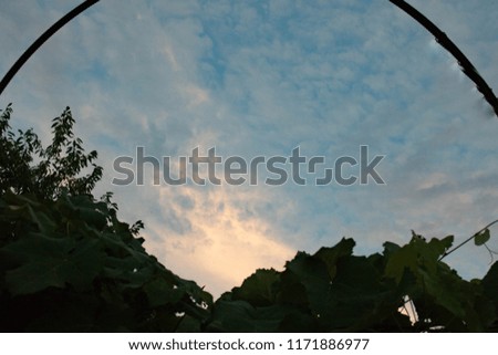 cloudy sky at sunset over green trees