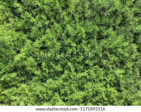 Pine needles hedge in summer garden snapshot. Outdoor street green wall. Nature plant texture. Country hedgerow photo. Quickset floral wallpaper. Season textured background.